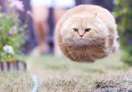 floating cat